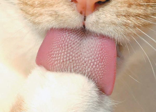 猫にとって重要なパーツ 健康 Or 異変のある舌 の見極め方は ねこのきもちweb Magazine