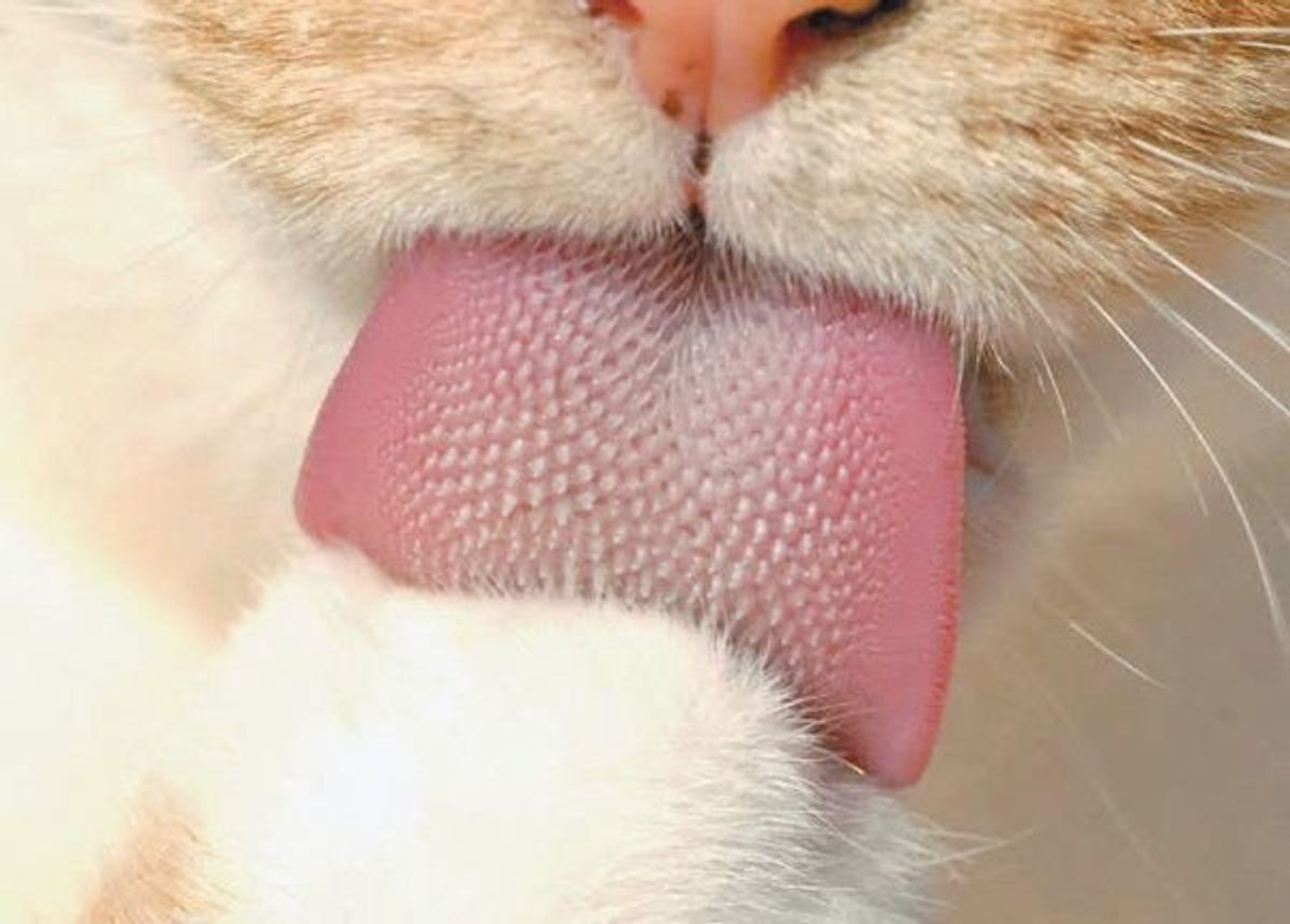 猫にとって重要なパーツ 健康 Or 異変のある舌 の見極め方は ねこのきもちweb Magazine 猫にとって重要なパーツ 健康 Or 異変のある舌 の見極め方は ねこのきもちweb Magazine