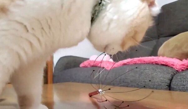 ヘッドスパワイヤーが気になるうなぎちゃん