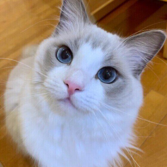 目がクリクリでかわいいラグドール