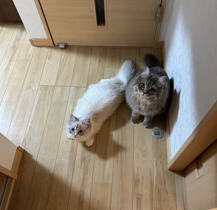 お風呂の出待ちをするみかんちゃん、なでしこちゃん