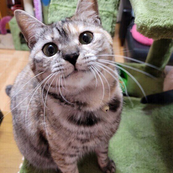 MIXサバトラのおチビちゃん