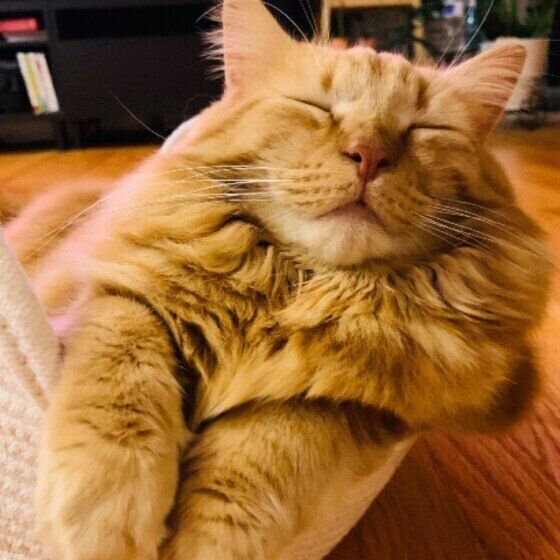 かごの中で眠るメインクーン