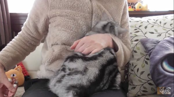 爪切りが嫌いな猫