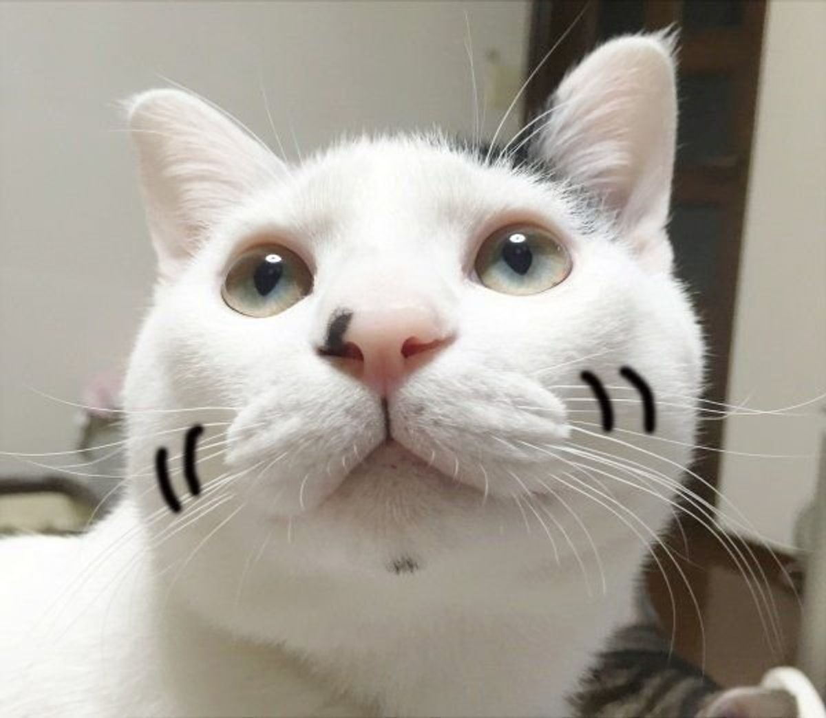 猫の口元の W は マズル ではなかった ねこのきもちweb Magazine 猫の口元の W は マズル ではなかった ねこのきもちweb Magazine