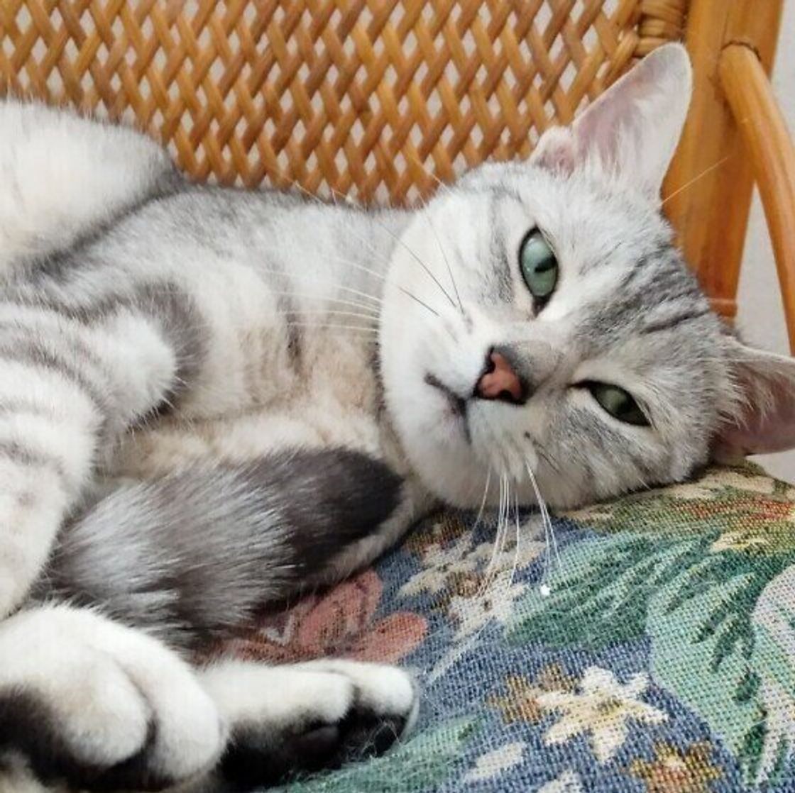 猫の 誤飲 誤食 特に食べると危険なものは 獣医師が体験したものtop3 ねこのきもちweb Magazine 猫の 誤飲 誤食 特に食べると危険なものは 獣医師が体験したものtop3 ねこのきもちweb Magazine