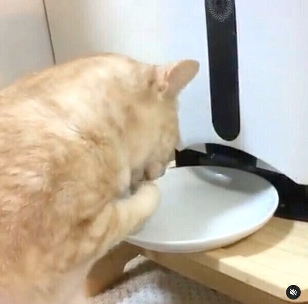 カリカリをゲットしようとする、にゃーにゃくん