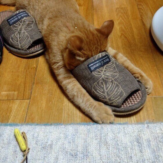 丸見えの隠れ方をする茶トラ猫