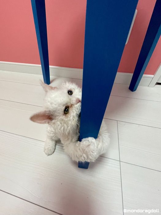 生後約3カ月のセルカークレックス