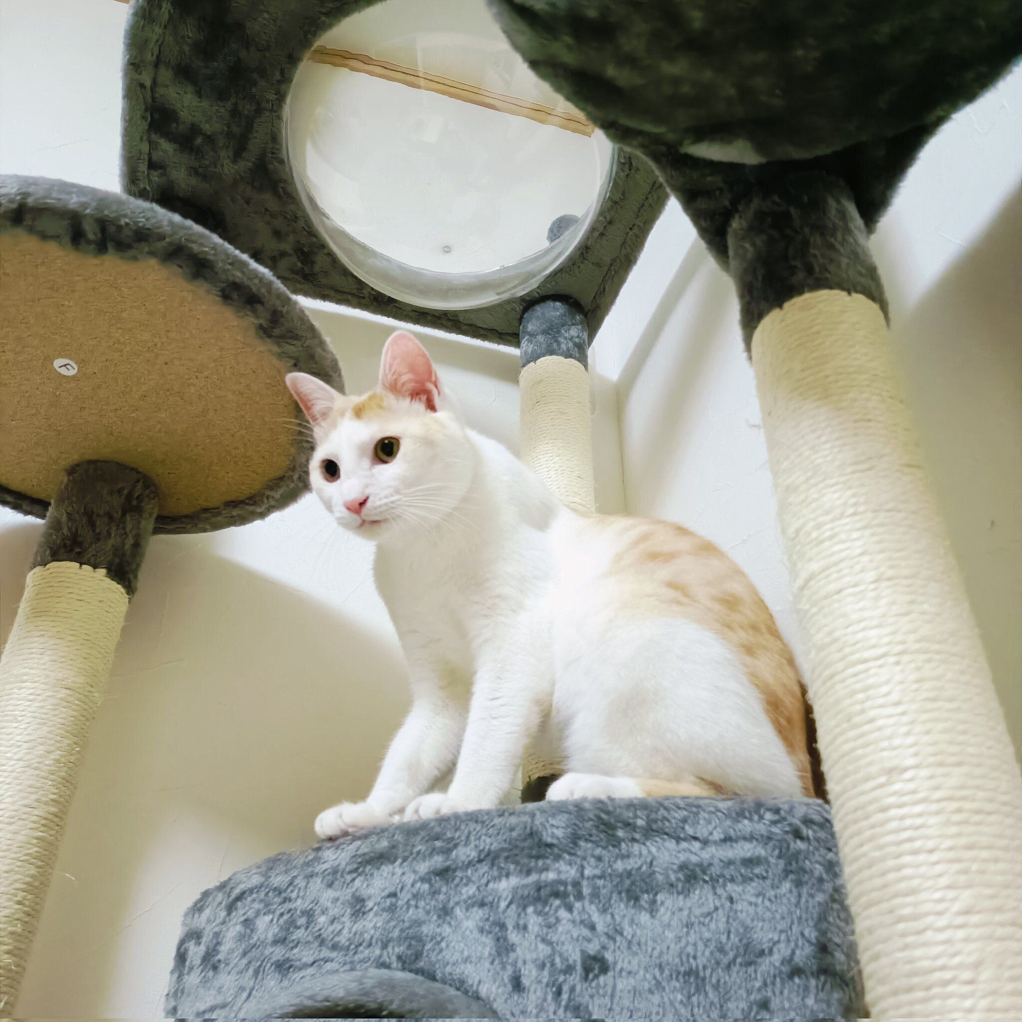 キャットタワーの上に座る猫