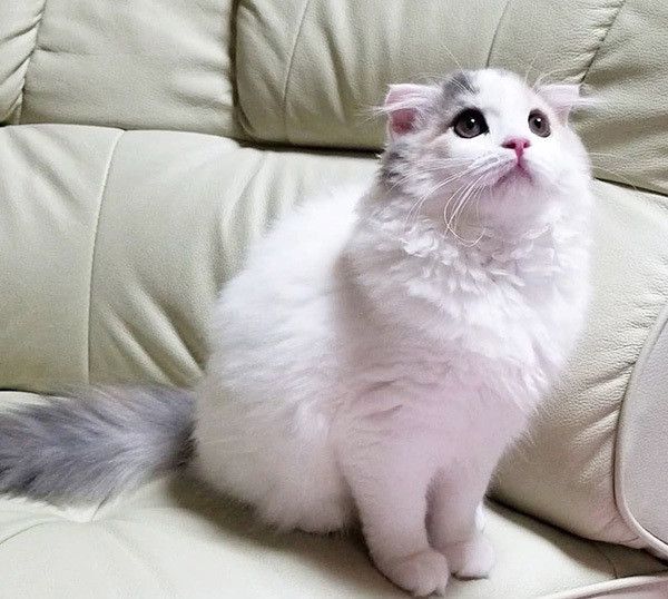 見上げるスコティッシュフォールド