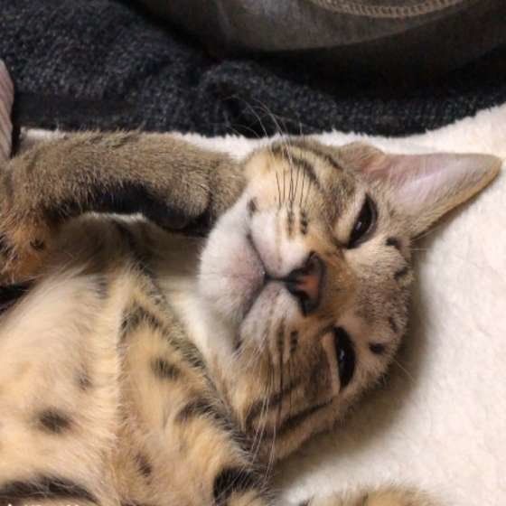 まったりするキジトラ