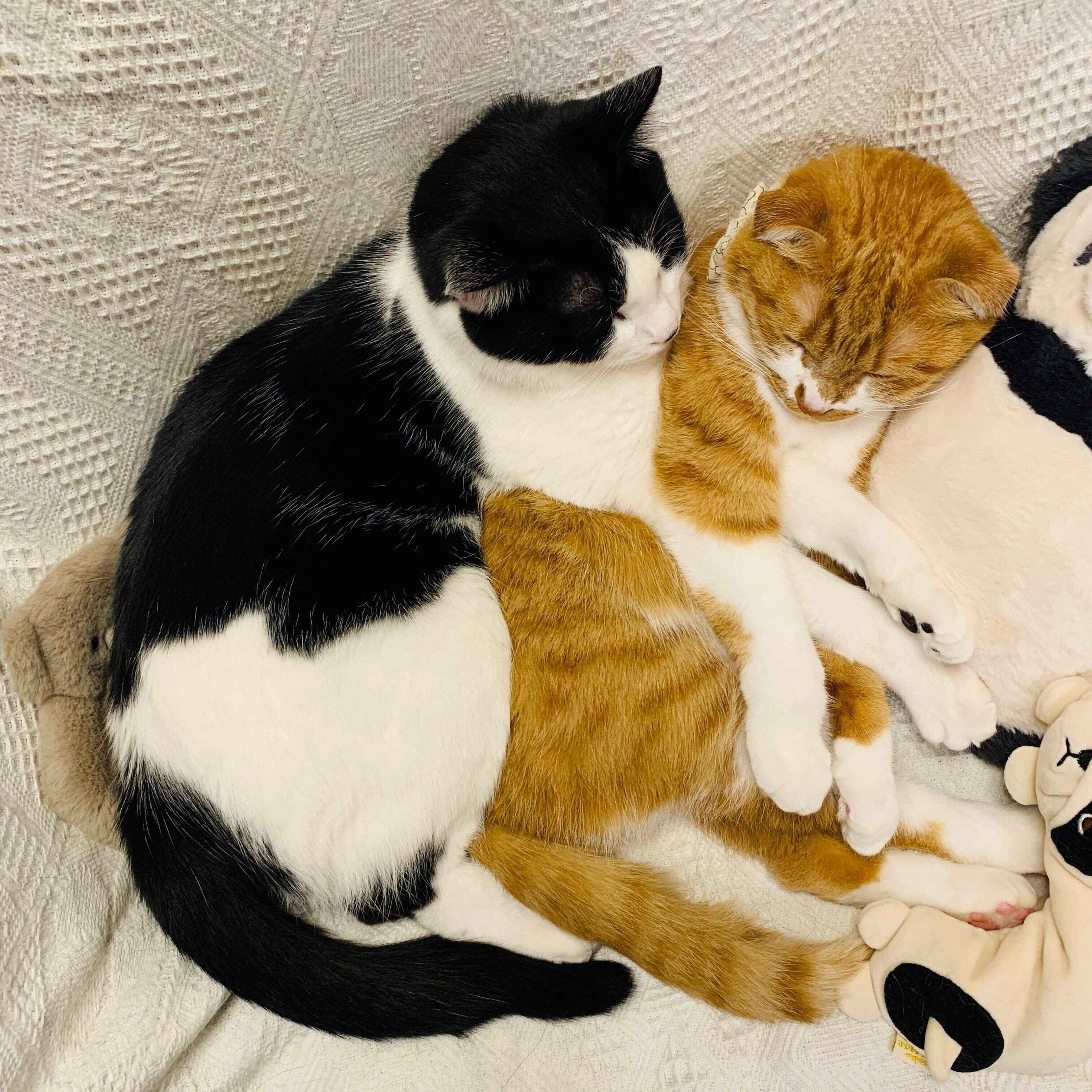 仲良しなぺぺくん、ポポちゃん