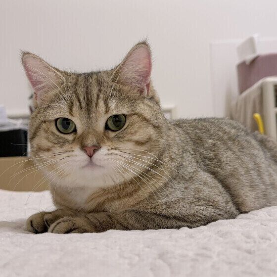 ミヌエットのマルコくん♪