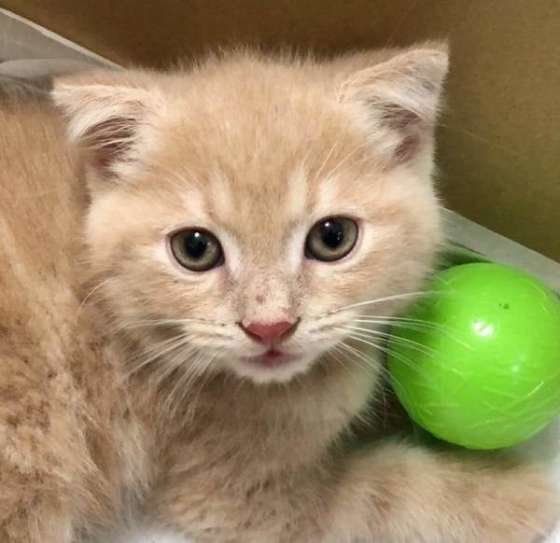 ボールで遊ぶスコティッシュフォールド