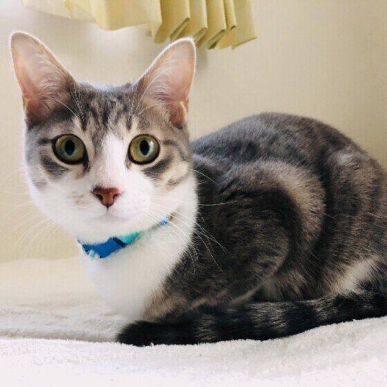 ベッドでまったり中のサバトラ