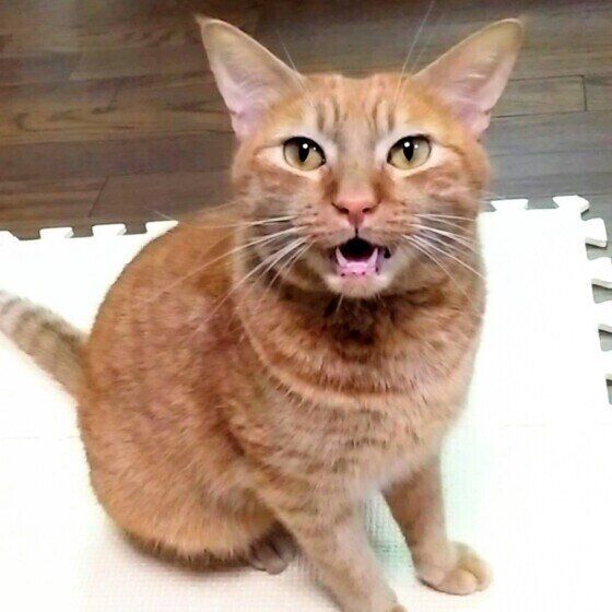 ごはん待ちのロビンちゃん