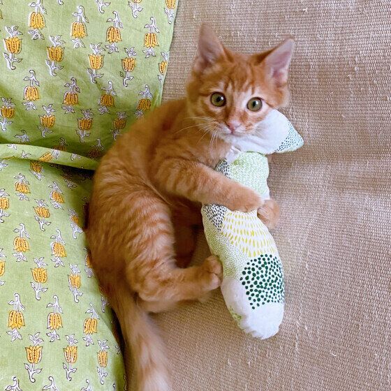 茶トラのベリルくん