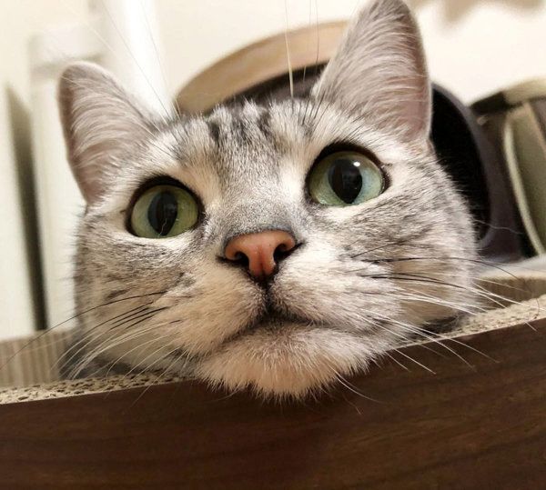 アメリカンショートヘアのラムちゃん