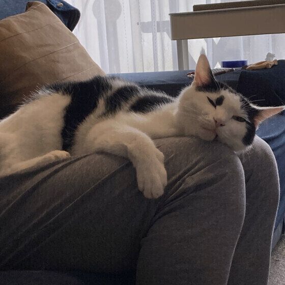 飼い主さんの膝で甘えるMIXの福くん