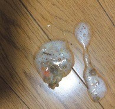 獣医師監修 猫が吐いたら 吐いたものの見極め方や原因 対処法 ねこのきもちweb Magazine 獣医師監修 猫が吐いたら 吐いたものの見極め方や原因 対処法 ねこのきもちweb Magazine