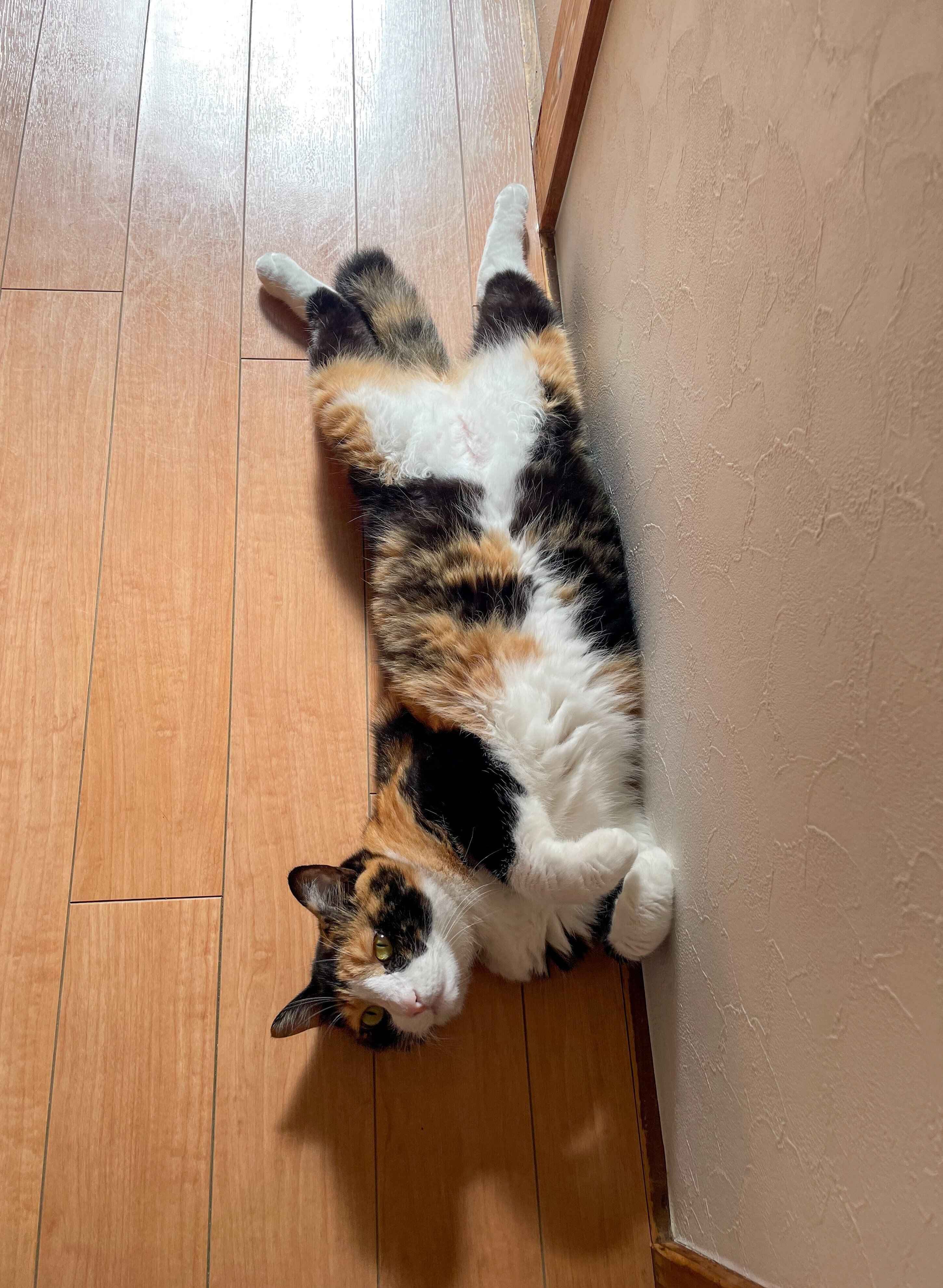 床でくつろいでいる猫