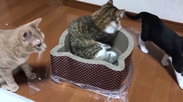 ベッドを奪い合う猫たち