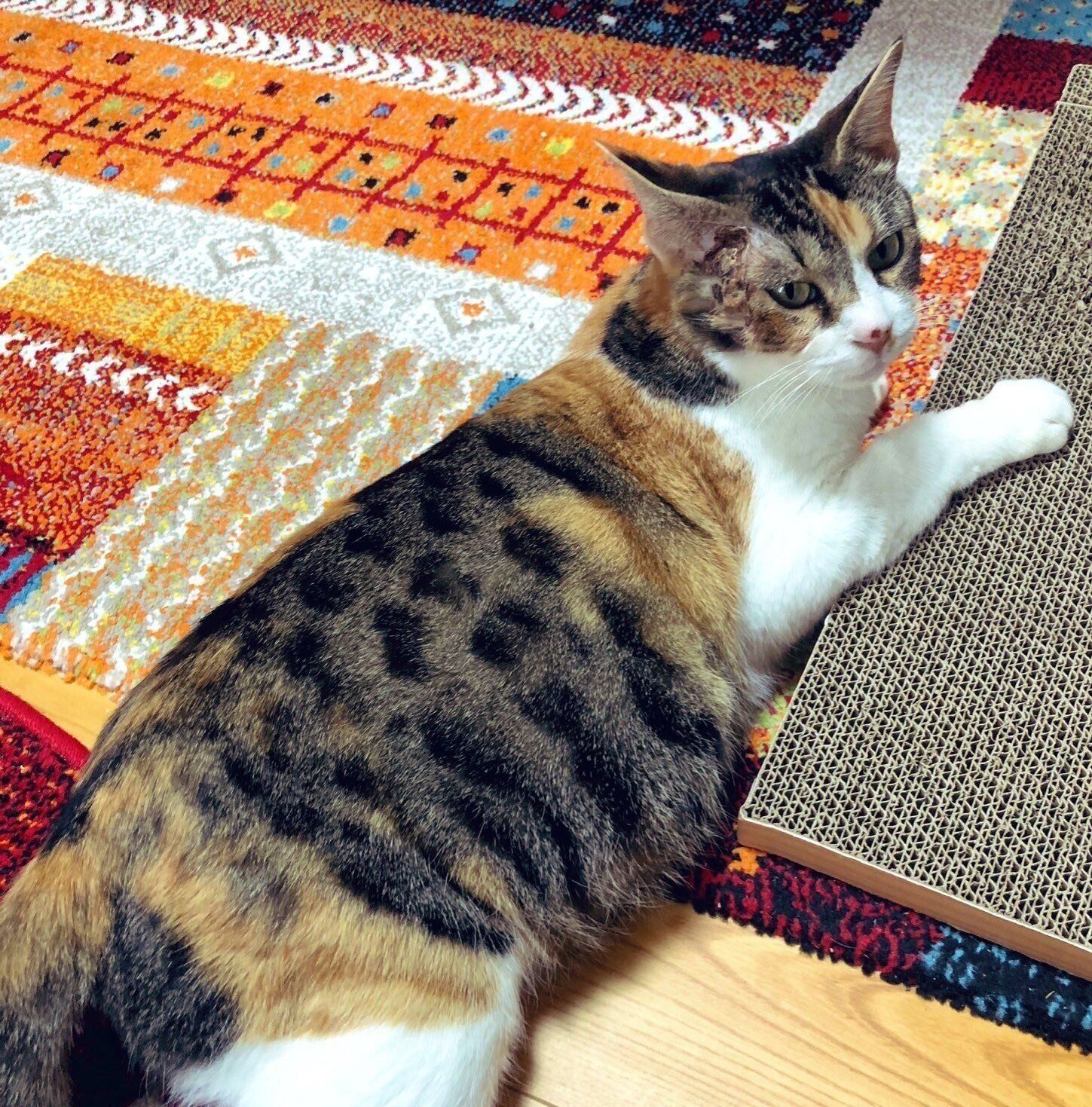 爪とぎに前足を置くミミちゃん