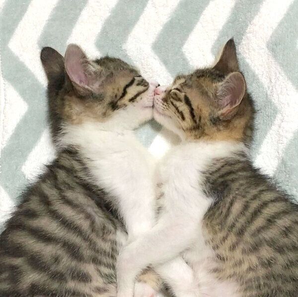 くっついて眠るわらびちゃん、きなこちゃん