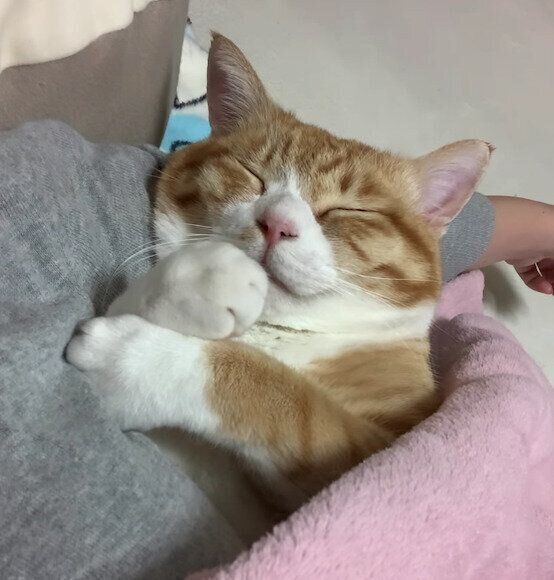 飼い主さんの隣でスヤスヤ眠るとらまるくん