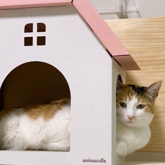 ミケのつばきちゃん