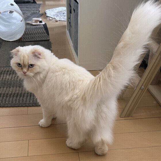 スコティッシュフォールド・ロングヘアのハクちゃん