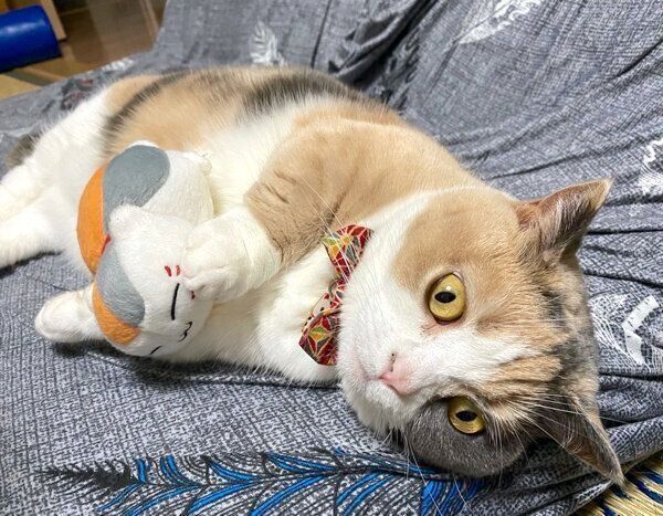 寝転がるリラちゃん