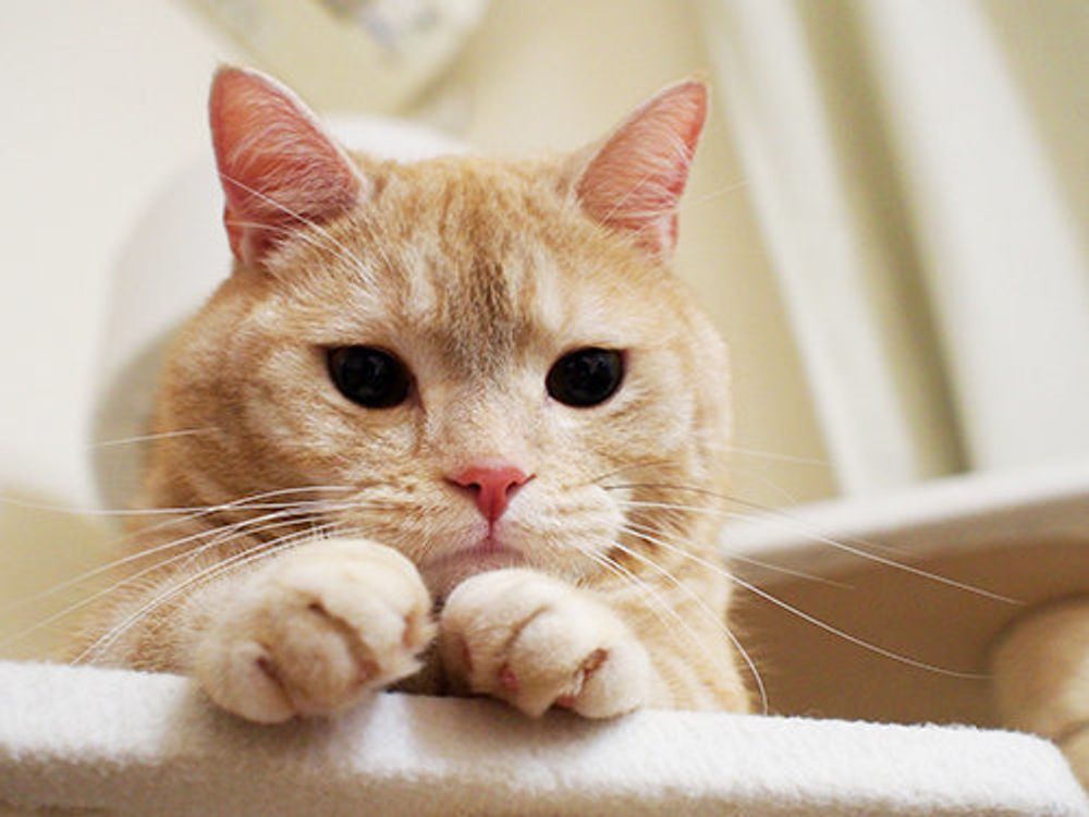 幸運を招く レアな黒いヒゲ マンチカンのぷーちゃん Vol 37 ねこのきもちweb Magazine 幸運を招く レアな黒いヒゲ マンチカンのぷーちゃん Vol 37 ねこのきもちweb Magazine