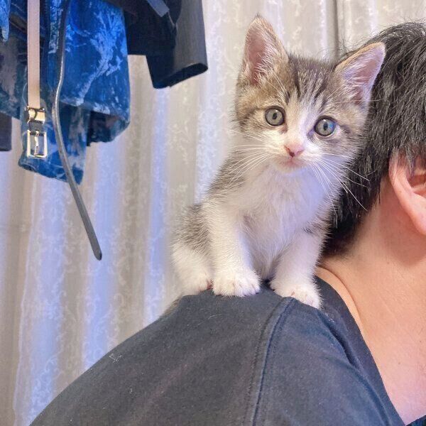 飼い主さんの肩に乗るあめくん