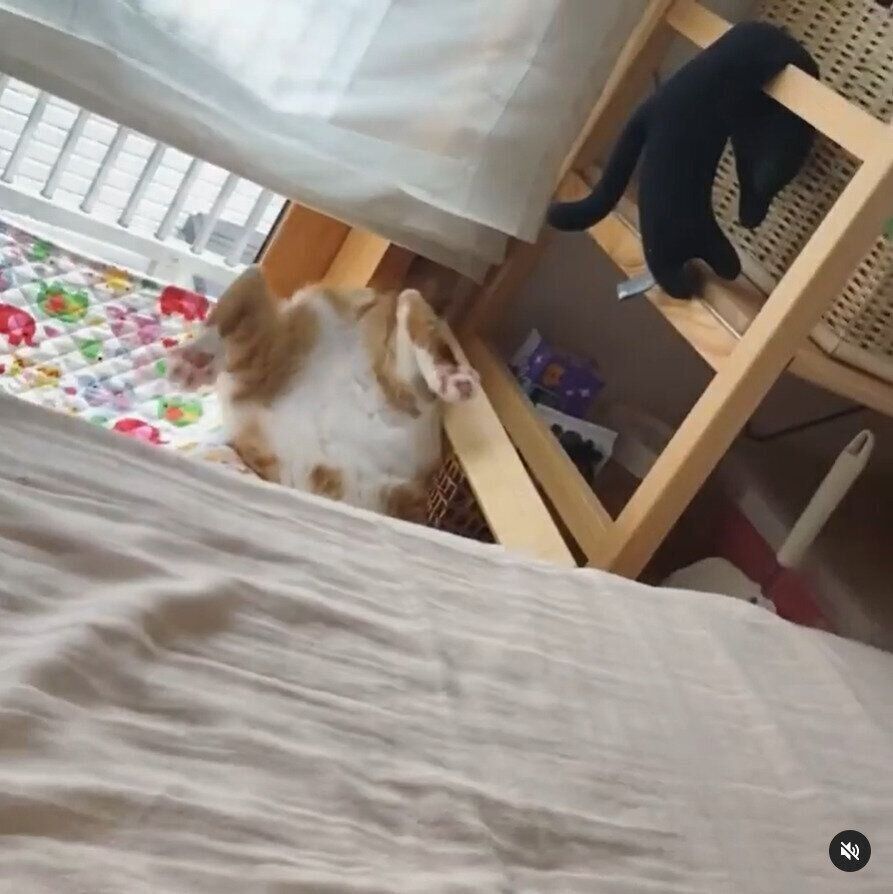 猫用ハンモックの上で転倒する猫