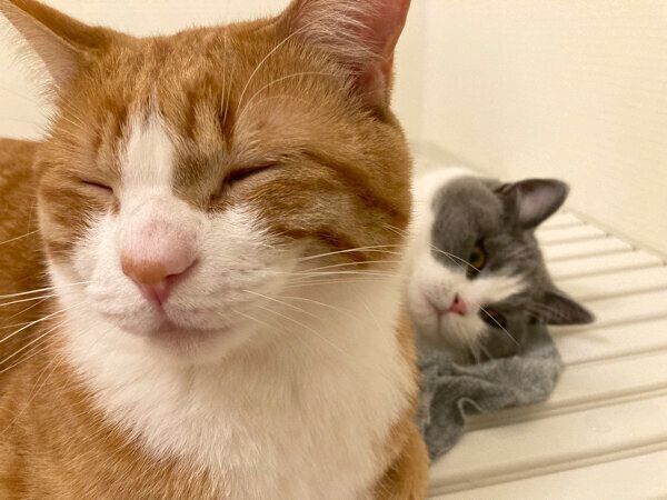 お風呂でまったりするいなりくん、おそばちゃん