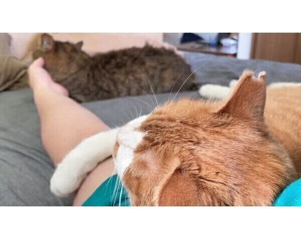 飼い主さんに甘える猫たち