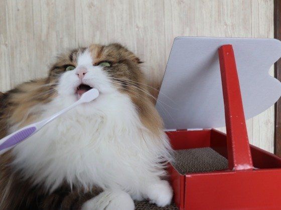 歯磨きしているスコティッシュフォールド・ロングヘア