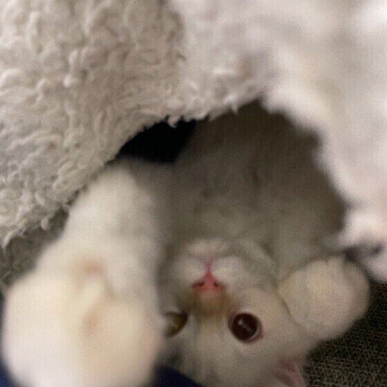 毛布にもぐり込むアルくん（サイベリアン）