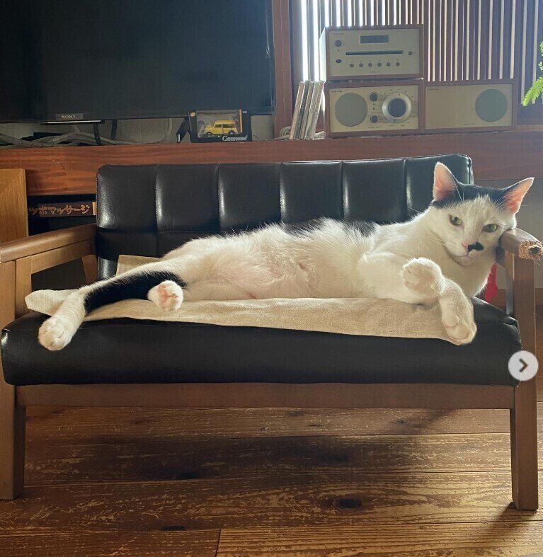 ソファーでくつろぐ猫