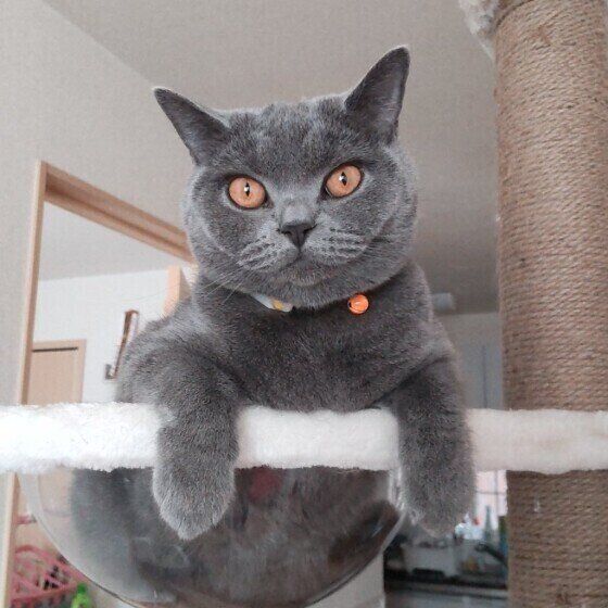 ブリティッシュショートヘアのラムちゃん