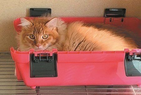 画像／ねこのきもち2019年11月号『愛猫をノーストレスで診てもらう方法』