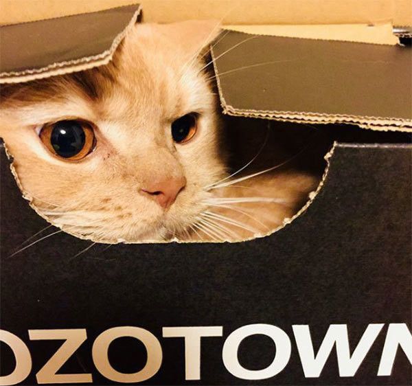 くつろぐブリティッシュショートヘア