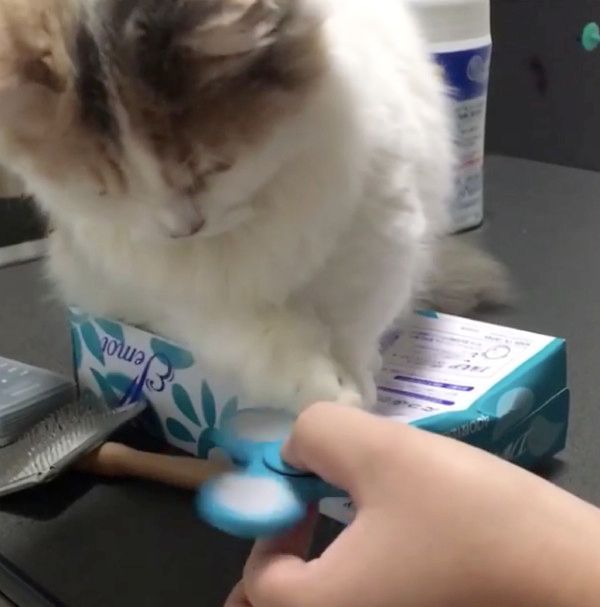 ハンドスピナーを回す猫