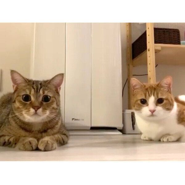 見つめるチャバちゃんとチャタくん