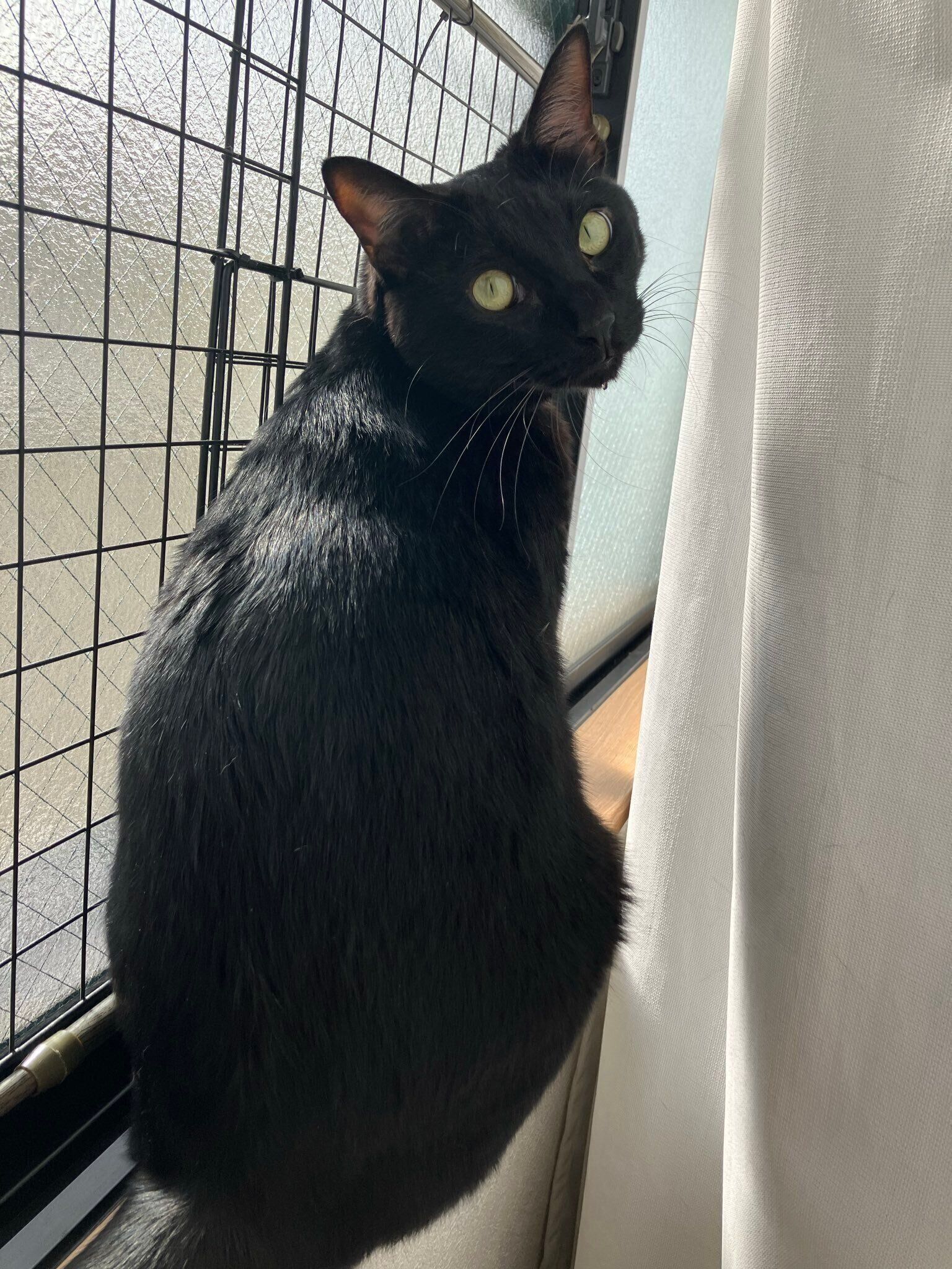 窓際で振り返るピノくん