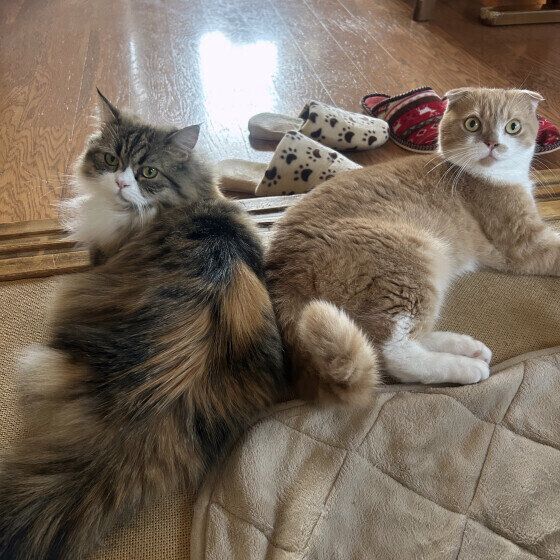 ラガマフィンのモカちゃんたち♪