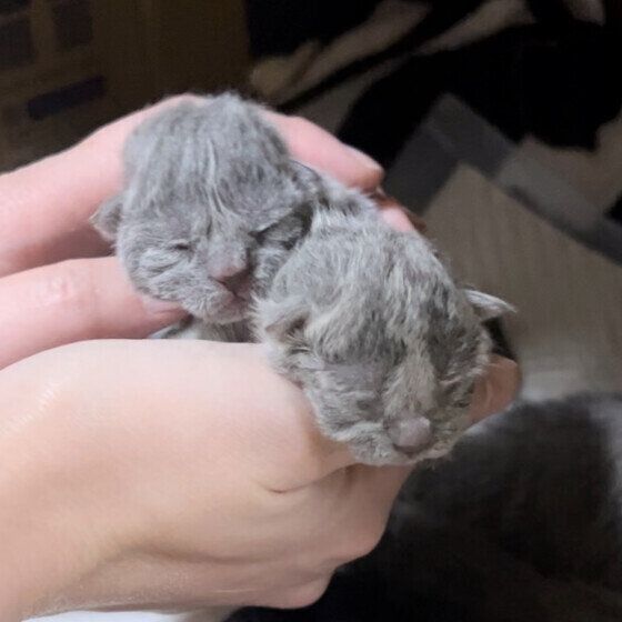 生まれたてのかわいい子猫ちゃんたち♪