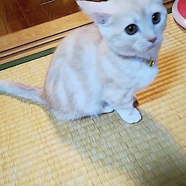 首輪が気になるニャンコ